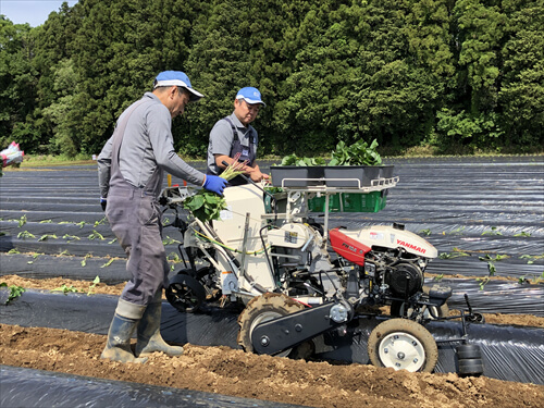 ［メディア掲載］茨城新聞「農業参入を本格始動　茨城・一誠商事　サツマイモ苗植え」